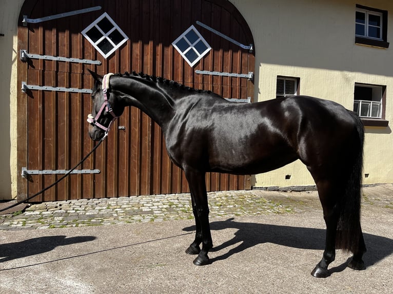 Westfale Stute 3 Jahre 161 cm Schwarzbrauner in Harsewinkel