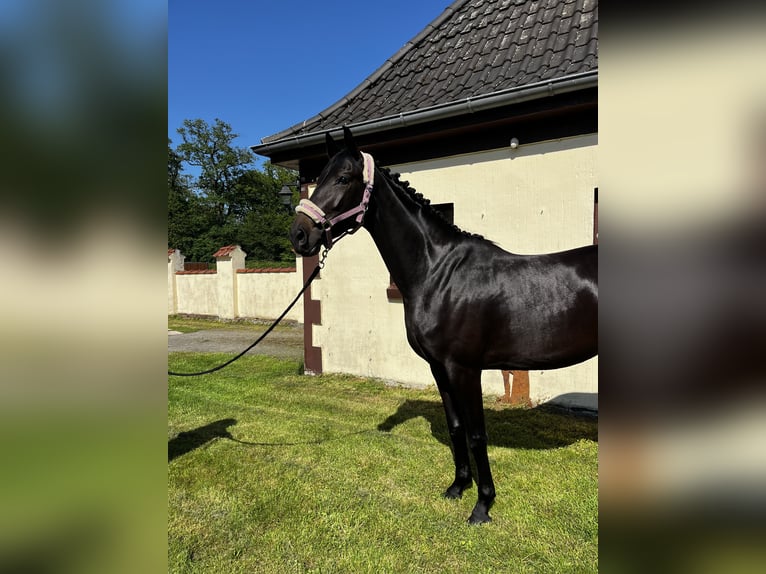 Westfale Stute 3 Jahre 161 cm Schwarzbrauner in Harsewinkel