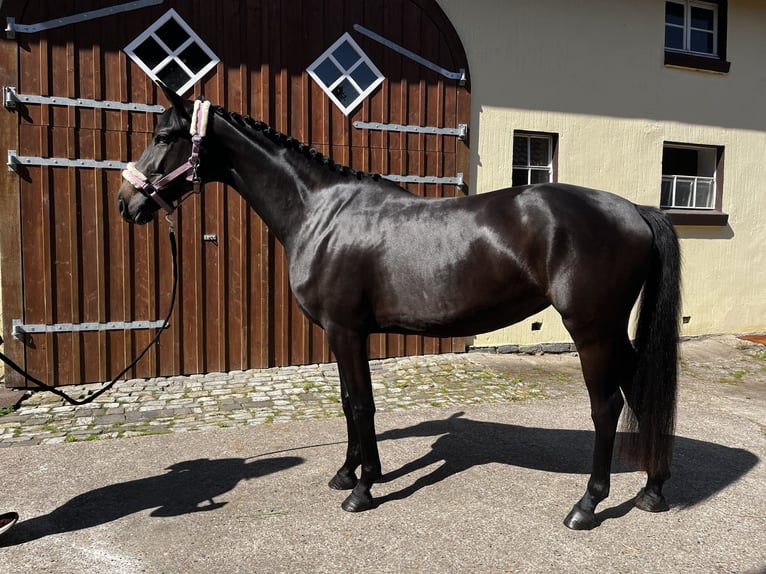 Westfale Stute 3 Jahre 161 cm Schwarzbrauner in Harsewinkel