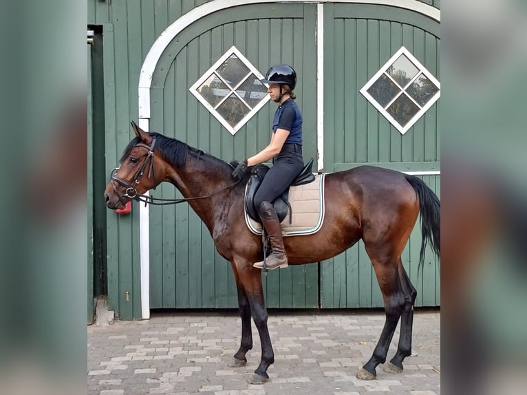 Westfale Stute 3 Jahre 162 cm Brauner in Delbr&#xFC;ck