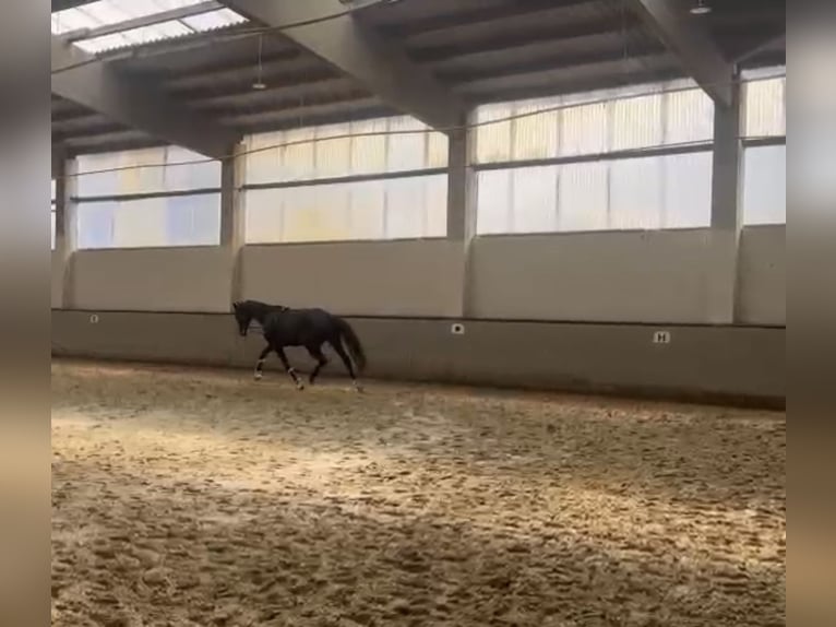 Westfale Stute 3 Jahre 162 cm Dunkelbrauner in Rastede