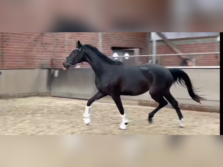 Westfale Stute 3 Jahre 162 cm Dunkelbrauner in Rastede