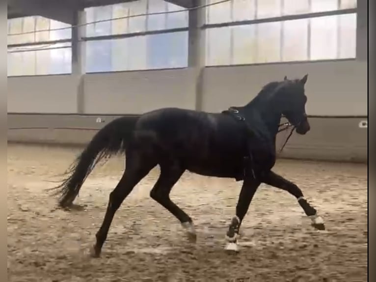 Westfale Stute 3 Jahre 162 cm Dunkelbrauner in Rastede