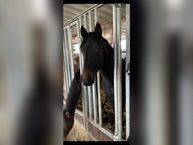Westfale Stute 3 Jahre 162 cm Dunkelbrauner in Rastede