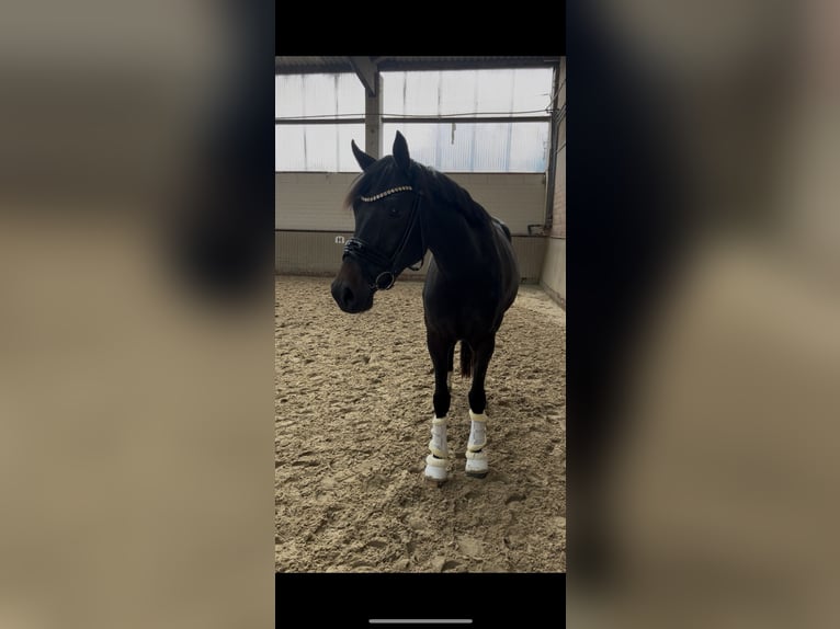 Westfale Stute 3 Jahre 162 cm Dunkelbrauner in Rastede Westfale Stute 3 Jahre 162 cm Dunkelbrauner in Rastede