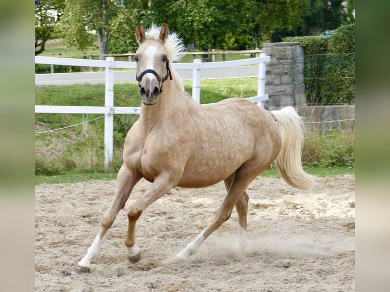 Westfale Stute 3 Jahre 162 cm Palomino in Borgentreich
