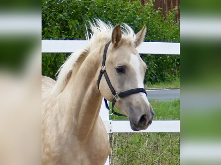 Westfale Stute 3 Jahre 162 cm Palomino in Borgentreich