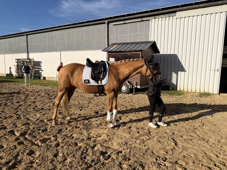 Westfale Stute 3 Jahre 162 cm Palomino in Wesel