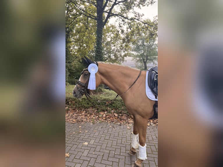 Westfale Stute 3 Jahre 162 cm Palomino in Wesel