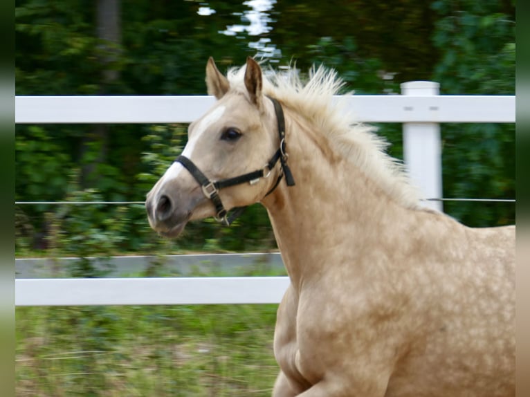 Westfale Stute 3 Jahre 162 cm Palomino in Borgentreich