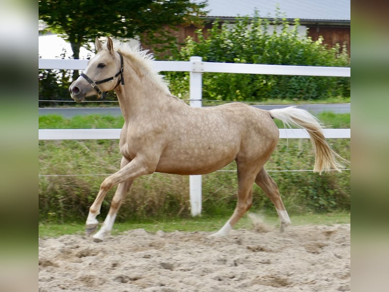 Westfale Stute 3 Jahre 162 cm Palomino in Borgentreich