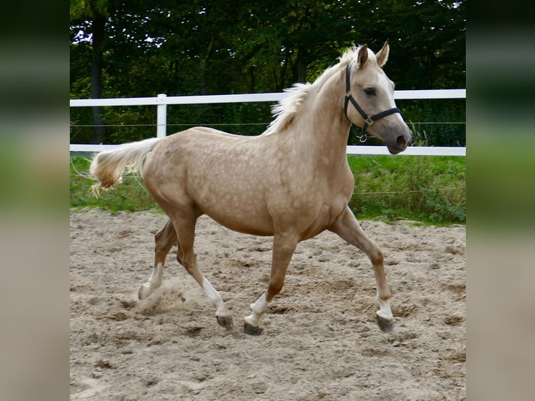 Westfale Stute 3 Jahre 162 cm Palomino in Borgentreich