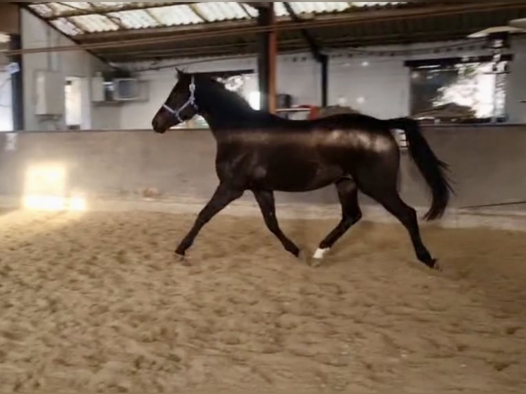 Westfale Stute 3 Jahre 162 cm Schwarzbrauner in Mechernich