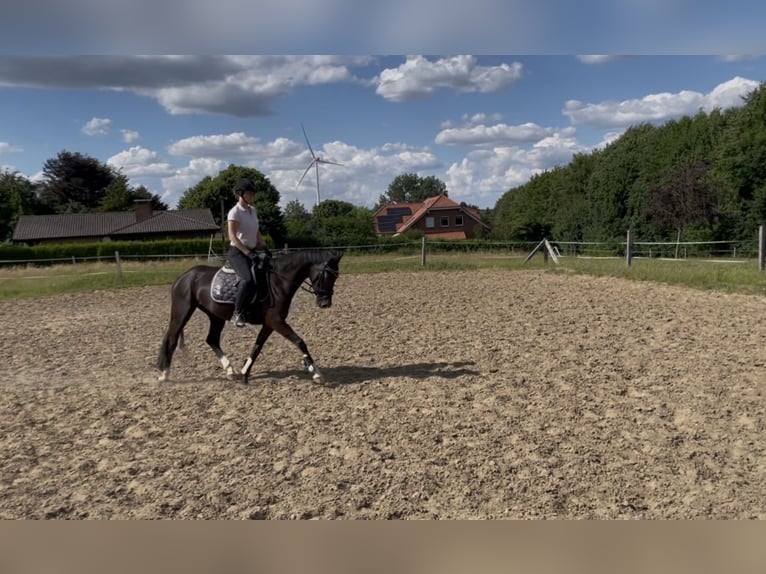 Westfale Stute 3 Jahre 162 cm Schwarzbrauner in Melle