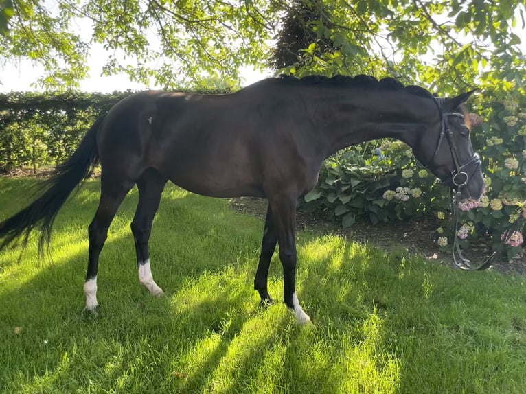 Westfale Stute 3 Jahre 162 cm Schwarzbrauner in Melle
