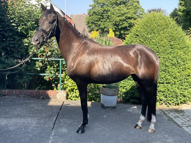 Westfale Stute 3 Jahre 162 cm Schwarzbrauner in Melle