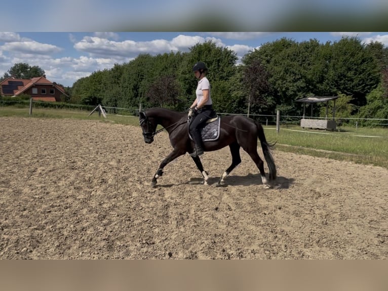 Westfale Stute 3 Jahre 162 cm Schwarzbrauner in Melle
