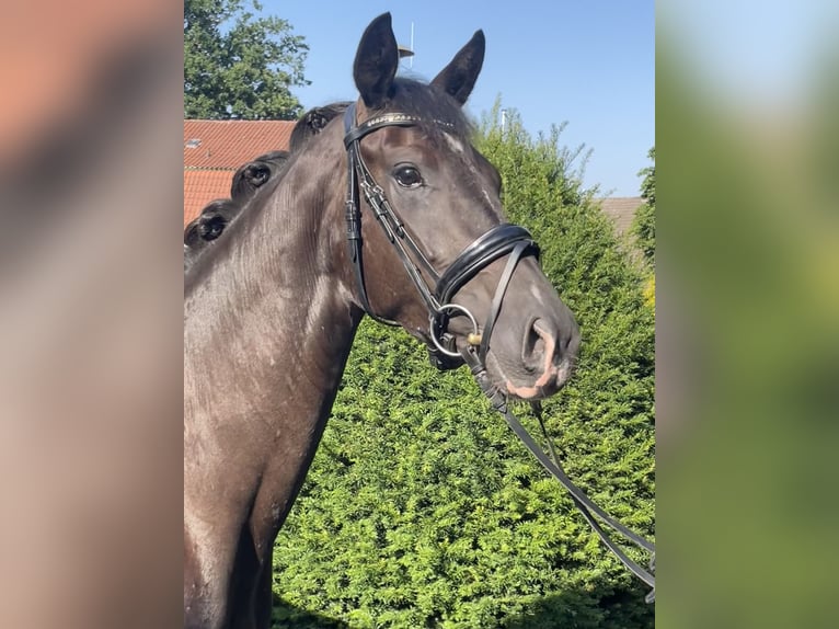 Westfale Stute 3 Jahre 162 cm Schwarzbrauner in Melle