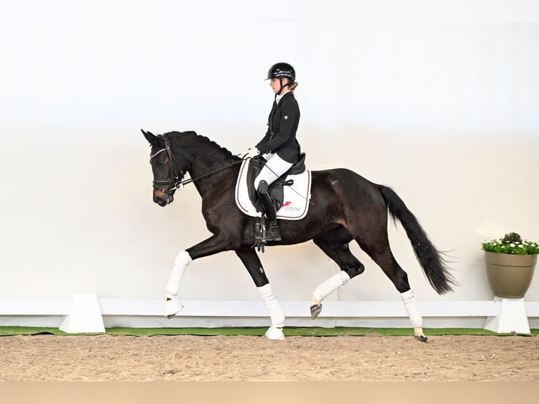 Westfale Stute 3 Jahre 163 cm Dunkelbrauner in Lüdinghausen