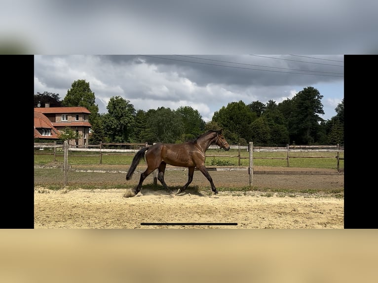 Westfale Stute 3 Jahre 163 cm Dunkelbrauner in Rheda-Wiedenbr&#xFC;ck