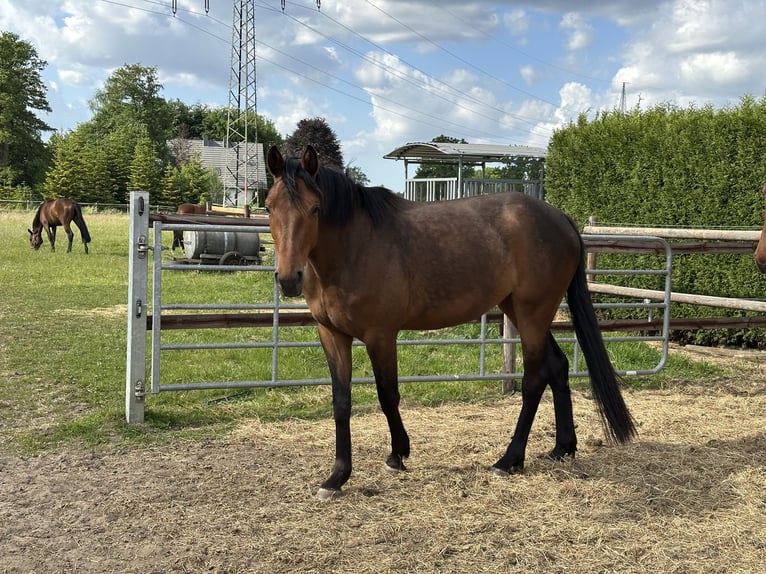 Westfale Stute 3 Jahre 163 cm Dunkelbrauner in Rheda-Wiedenbr&#xFC;ck