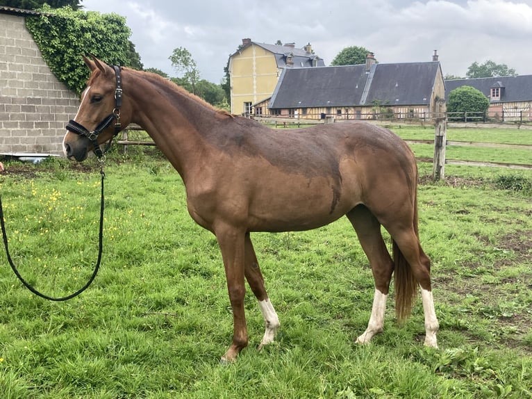 Westfale Stute 3 Jahre 163 cm Fuchs in Villers sur Mer