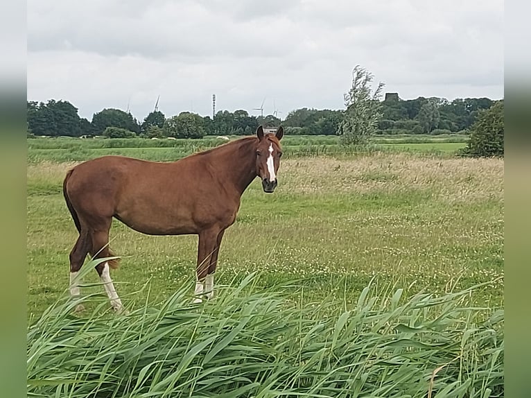 Westfale Stute 3 Jahre 163 cm Fuchs in Bielefeld