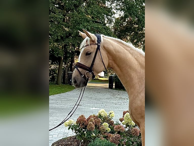 Westfale Stute 3 Jahre 163 cm Palomino in GrevenGreven