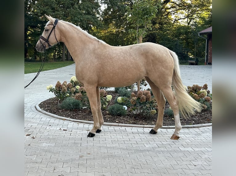 Westfale Stute 3 Jahre 163 cm Palomino in GrevenGreven