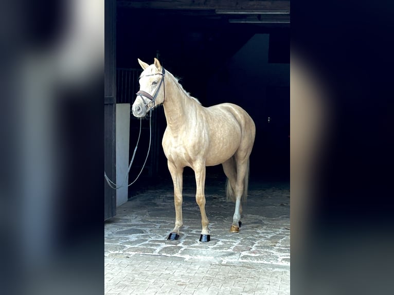 Westfale Stute 3 Jahre 163 cm Palomino in GrevenGreven