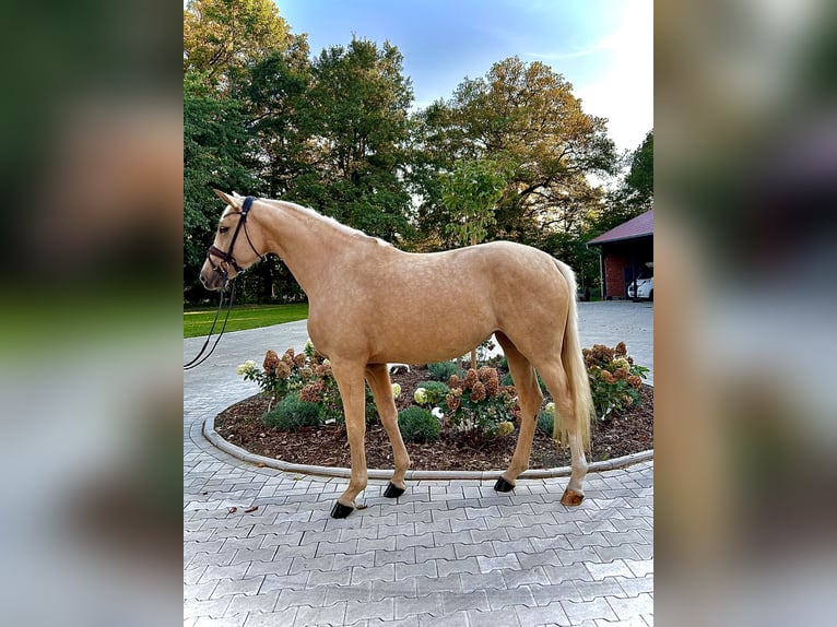 Westfale Stute 3 Jahre 163 cm Palomino in GrevenGreven