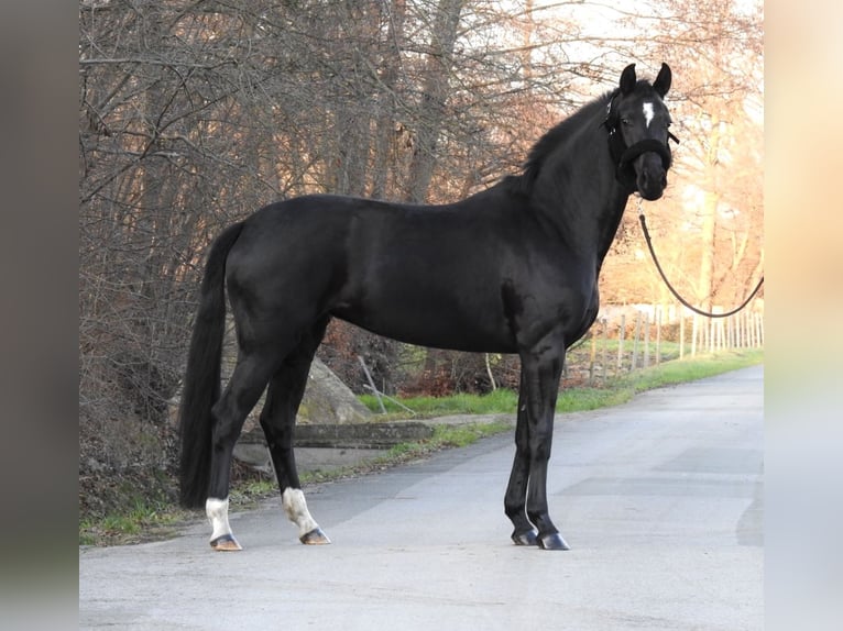 Westfale Stute 3 Jahre 163 cm Rappe in Verl