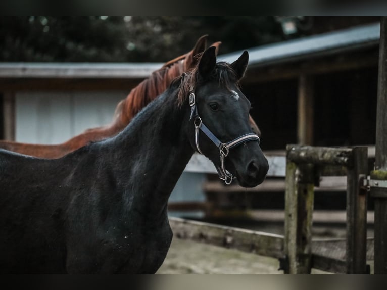 Westfale Stute 3 Jahre 163 cm Schwarzbrauner in Werne