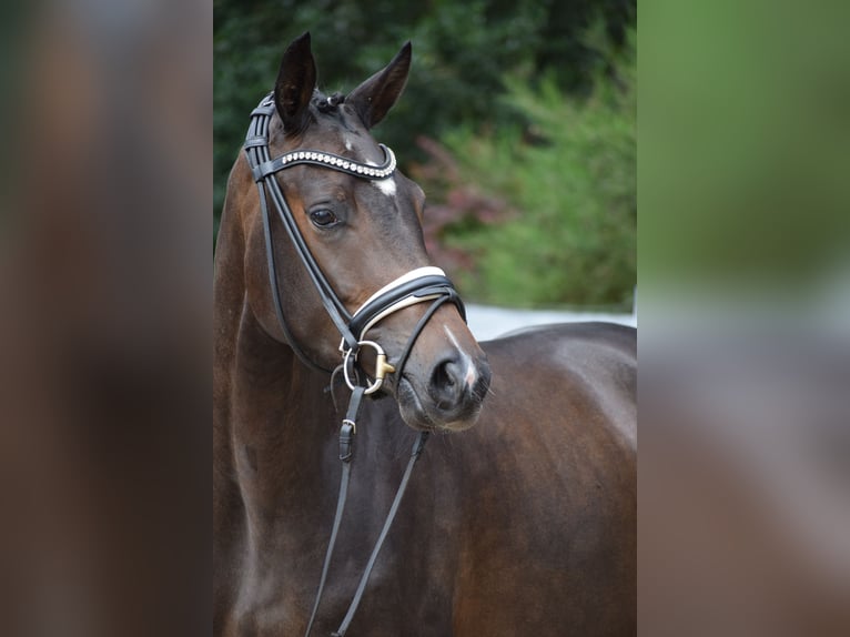 Westfale Stute 3 Jahre 164 cm Brauner in Dätgen