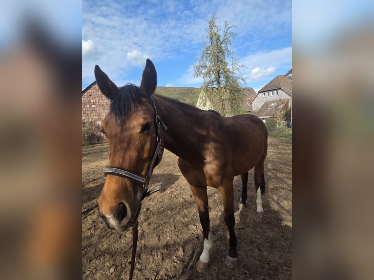 Westfale Stute 3 Jahre 164 cm Brauner in DeensenHeinade