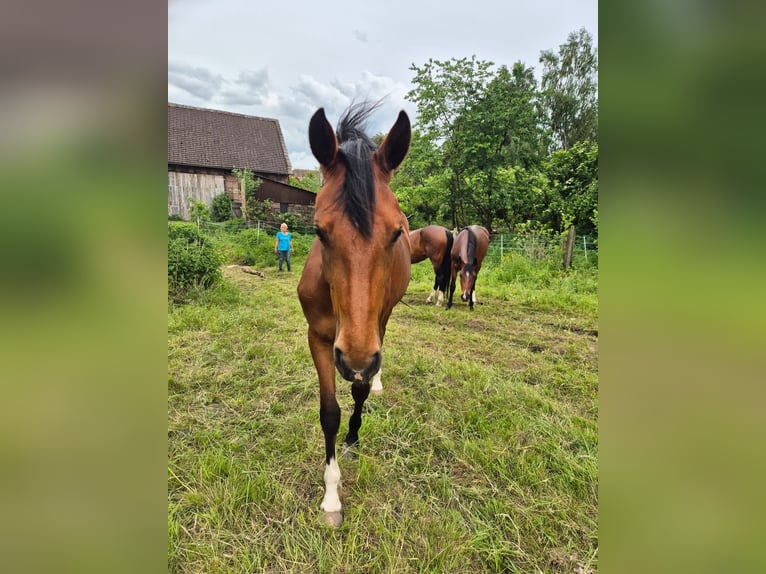 Westfale Stute 3 Jahre 164 cm Brauner in DeensenHeinade
