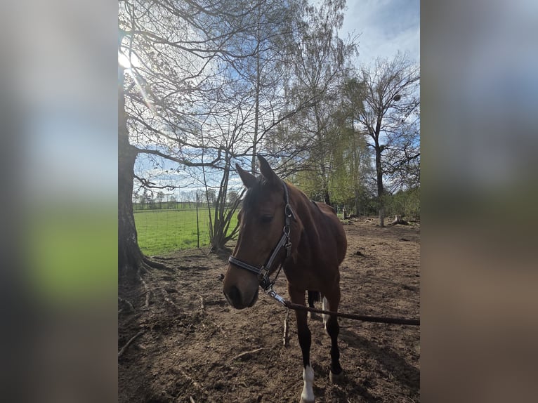 Westfale Stute 3 Jahre 164 cm Brauner in DeensenHeinade