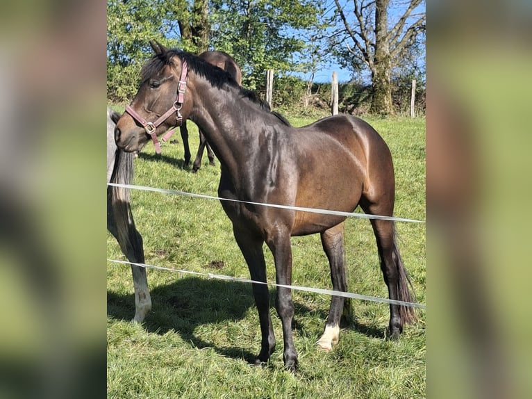 Westfale Stute 3 Jahre 164 cm Brauner in Wenden