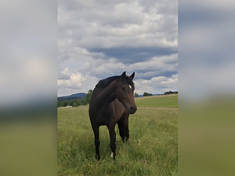 Westfale Stute 3 Jahre 164 cm Brauner in Wenden