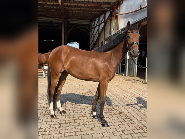 Westfale Stute 3 Jahre 164 cm Brauner in Westhausen