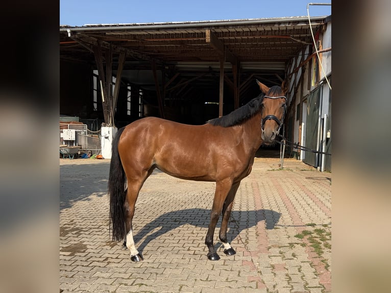 Westfale Stute 3 Jahre 164 cm Brauner in Westhausen