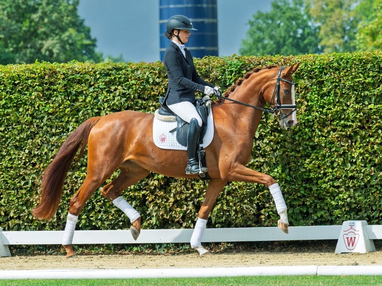 Westfale Stute 3 Jahre 164 cm Fuchs in M&#xFC;nster