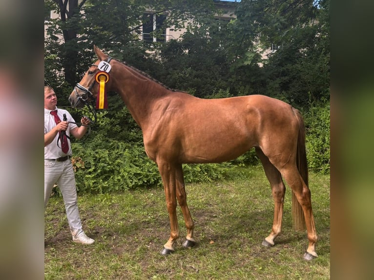 Westfale Stute 3 Jahre 164 cm Fuchs in Sieversdorf-Hohenofen