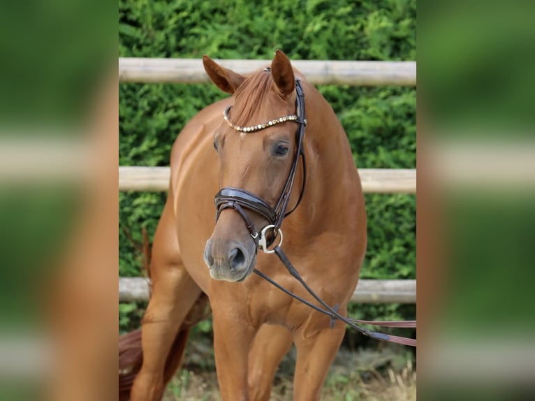Westfale Stute 3 Jahre 164 cm Fuchs in Nottuln
