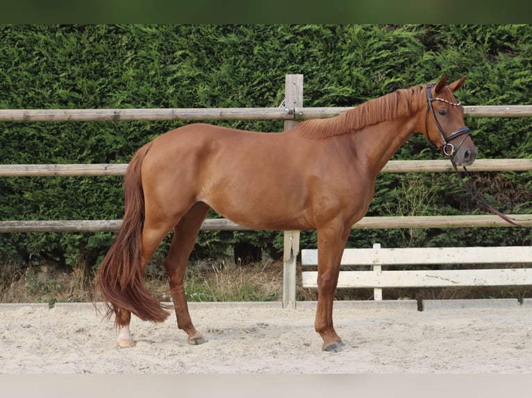 Westfale Stute 3 Jahre 164 cm Fuchs in Nottuln