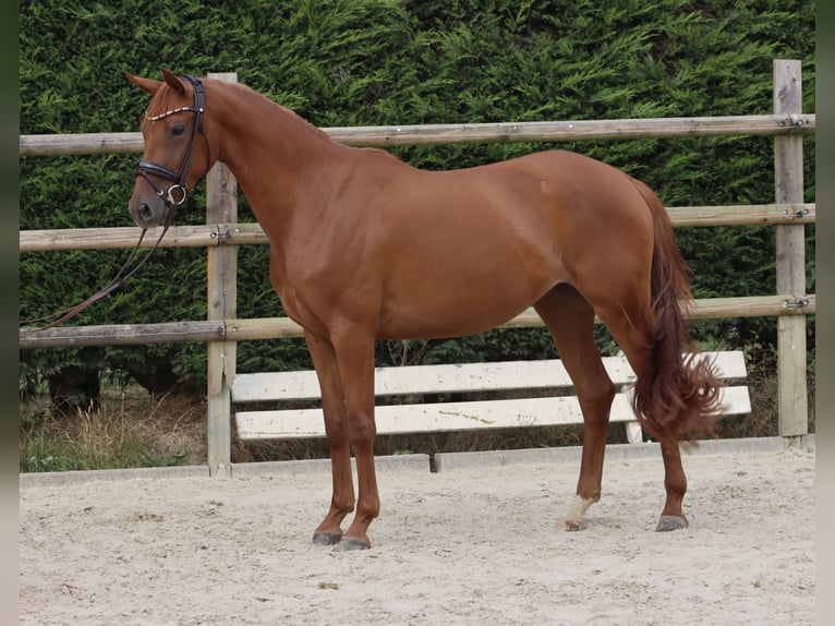 Westfale Stute 3 Jahre 164 cm Fuchs in Nottuln
