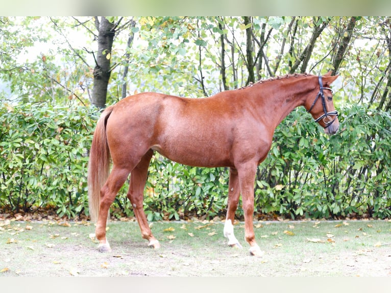 Westfale Stute 3 Jahre 164 cm Fuchs in Bramsche