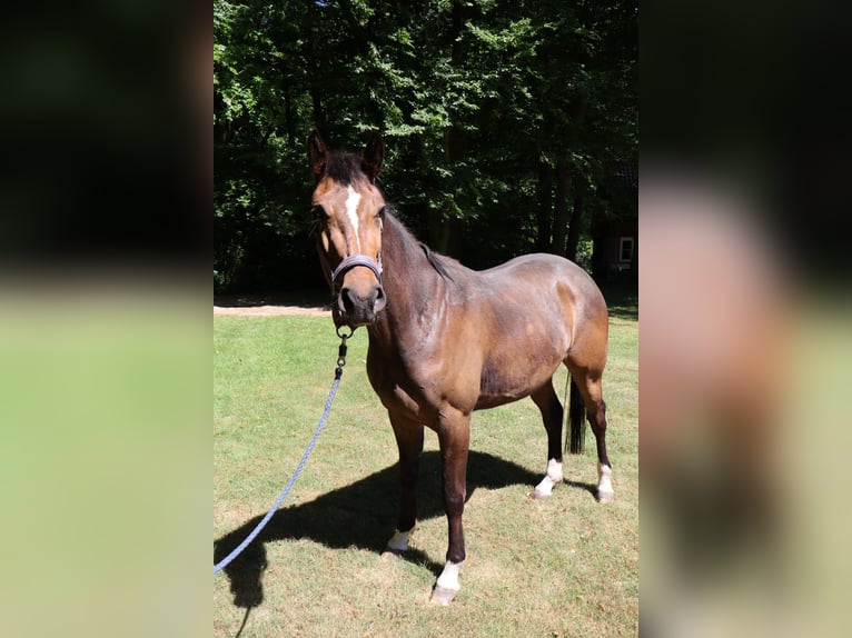 Westfale Stute 3 Jahre 165 cm Brauner in Ahaus