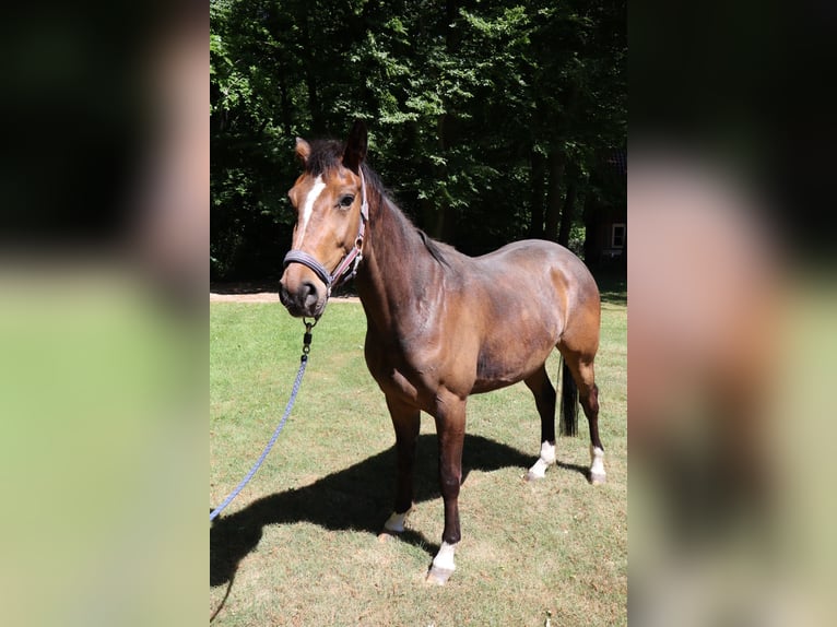 Westfale Stute 3 Jahre 165 cm Brauner in Ahaus