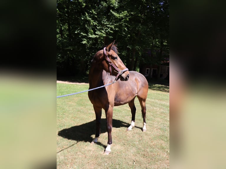Westfale Stute 3 Jahre 165 cm Brauner in Ahaus
